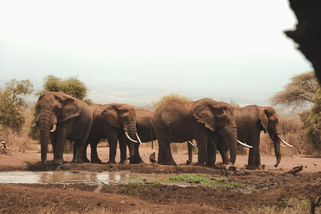 Tawi Lodge Amboseli Eksteriør billede